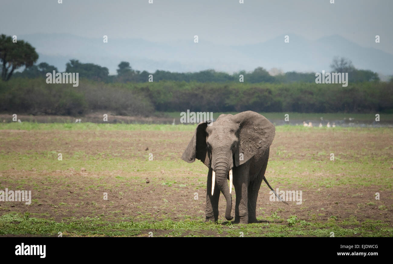 Afrikanischer Elefant in Ebenen mit Ohr floppte über Stockfoto