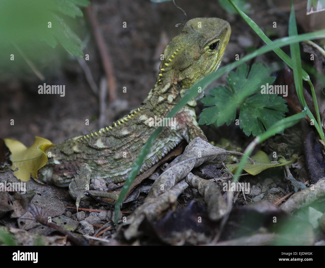 Tuatara Baby Zealandia, Wellington, ein Reptil endemische Neuseeland Stockfoto