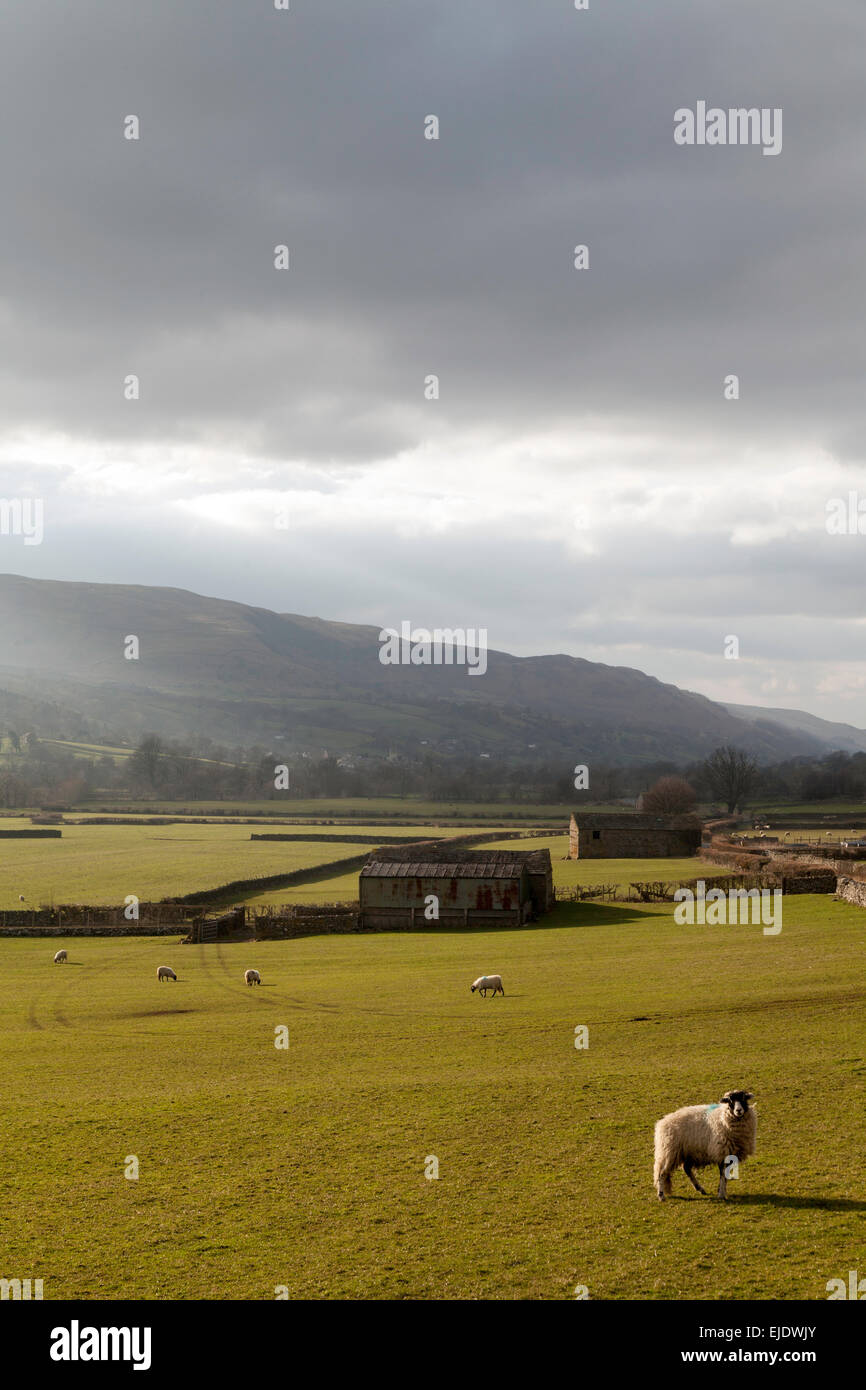 Yorkshire Landschaft; Abends Blick Wensleydale Landschaft, North Yorkshire Dales National Park, England Großbritannien Stockfoto