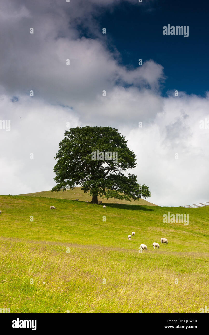 Auf der Weide in Sedbergh, Yorkshire Dales National Park, Cumbria, England Stockfoto