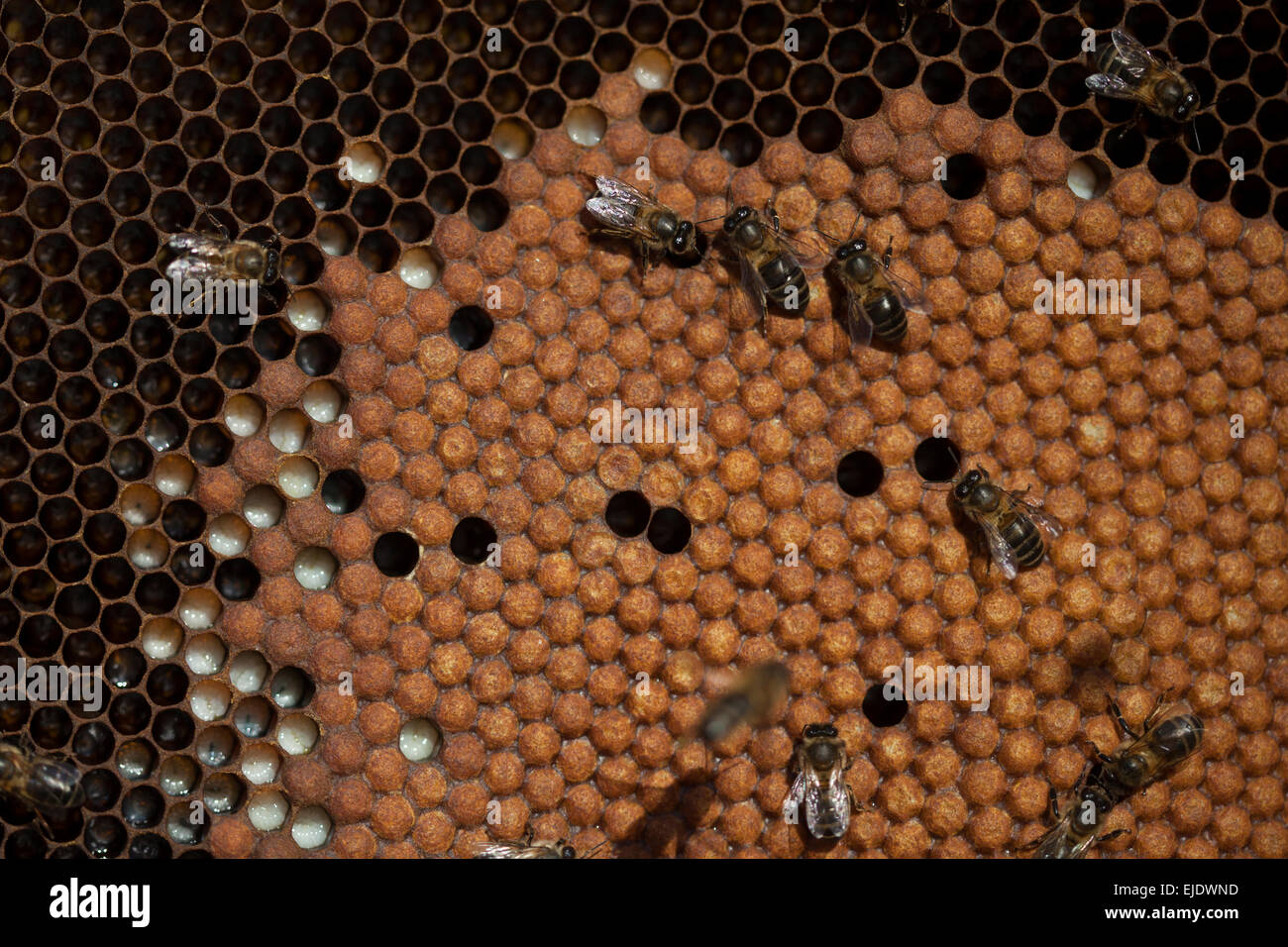 Ammenbienen kümmern Biene Bruten in einem Bienenstock von der Imkerei Puremiel Imker in Arcos De La Frontera, Cadiz Provinz, Stockfoto