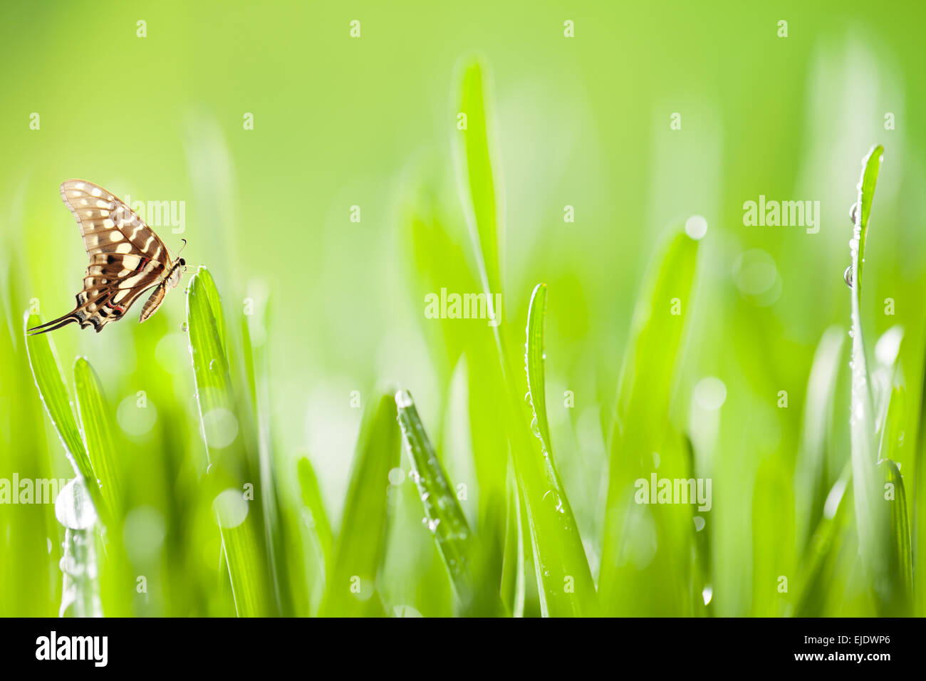 Abstrakt Grün junge Gerste Hintergrund mit Wassertropfen Stockfoto