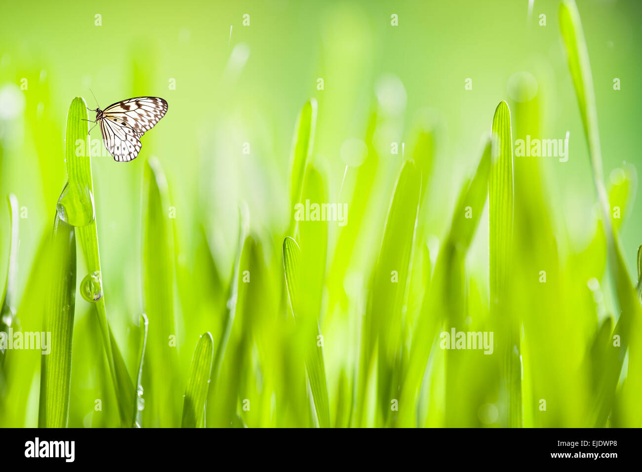 Abstrakt Grün junge Gerste Hintergrund mit Wassertropfen Stockfoto