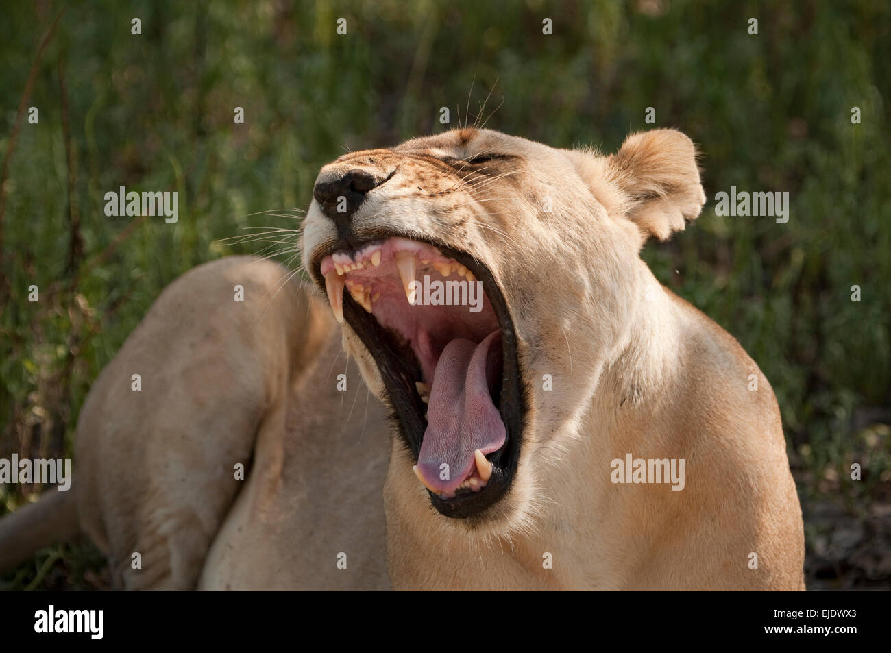 Löwin Gähnen-Nahaufnahme Stockfoto