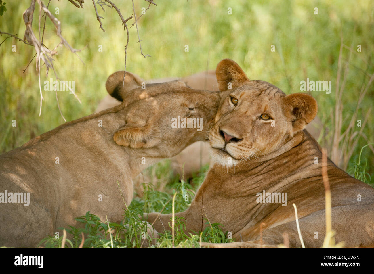 Löwin kuschelte andere Stockfoto