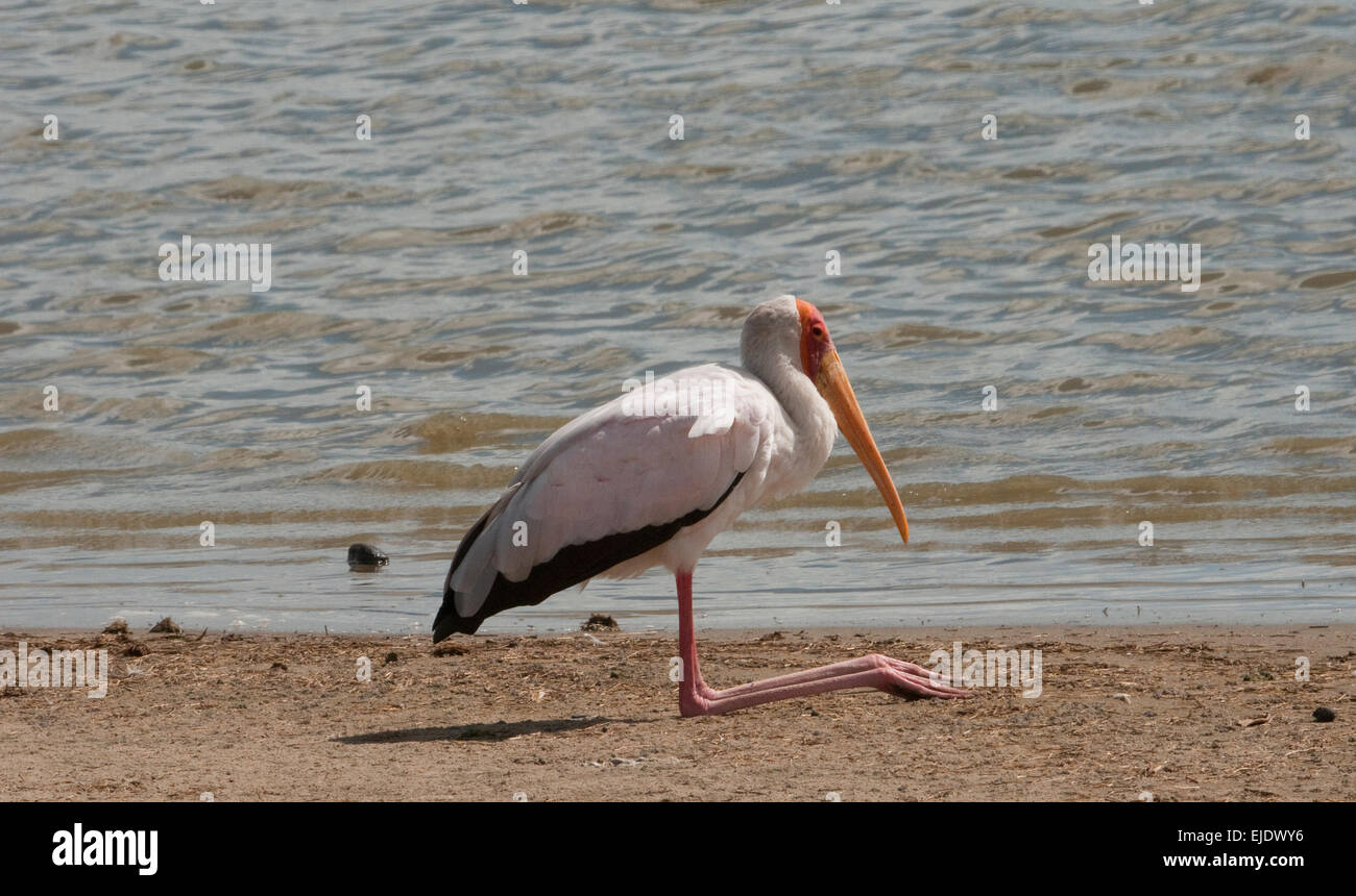 Gelb-billed Storch sitzen, ausruhen vom Rand des Wassers Stockfoto