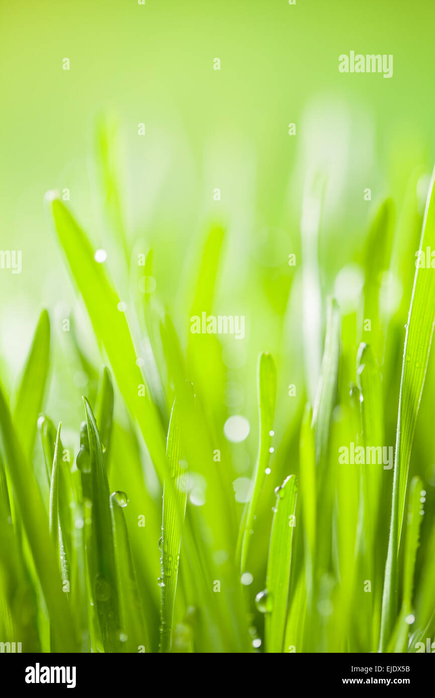 Abstrakt Grün junge Gerste Hintergrund mit Wassertropfen Stockfoto