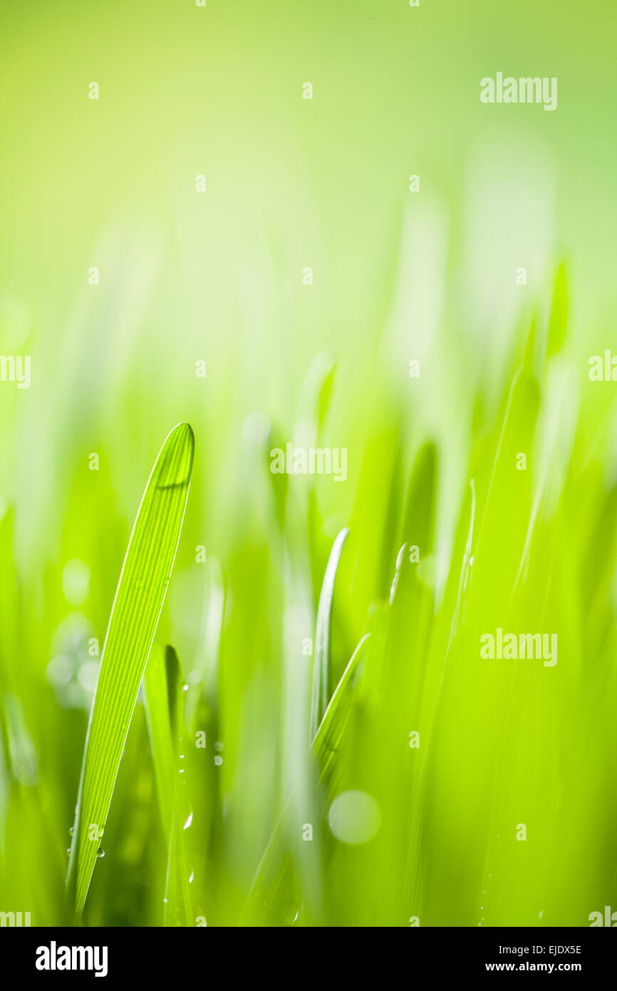 Abstrakt Grün junge Gerste Hintergrund mit Wassertropfen Stockfoto