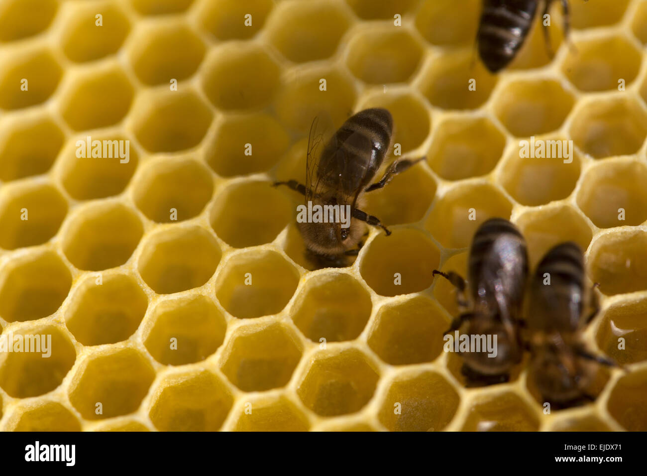 Honig-Bienen arbeiten in einem Bienenstock von einem Bienenhaus Puremiel Imker im Naturpark Los Alcornocales, Provinz Cadiz, Andalusien, Stockfoto