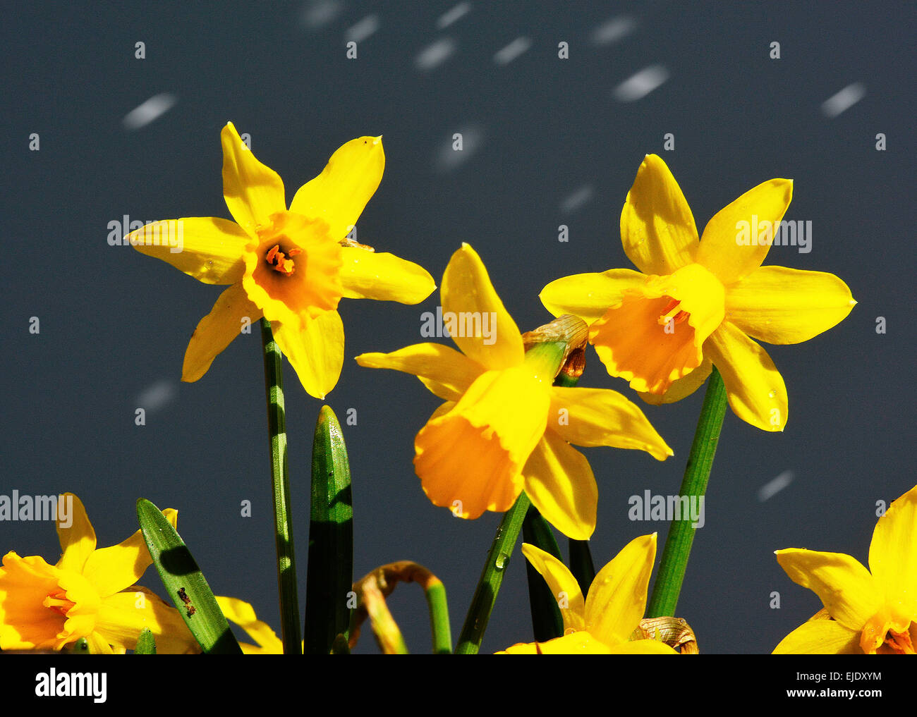 Grauer Himmel und helle Sonne-Narcissus Februar Gold... im März Hagel, Rothwell, Northamptonshire, 24. März 2015. Foto von John Robertson. Stockfoto