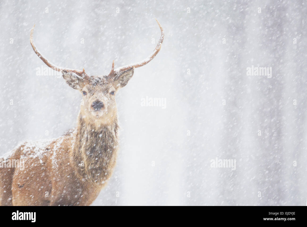 Rothirsch Cervus Elaphus, Hirsch im Winter, Schottland Stockfoto