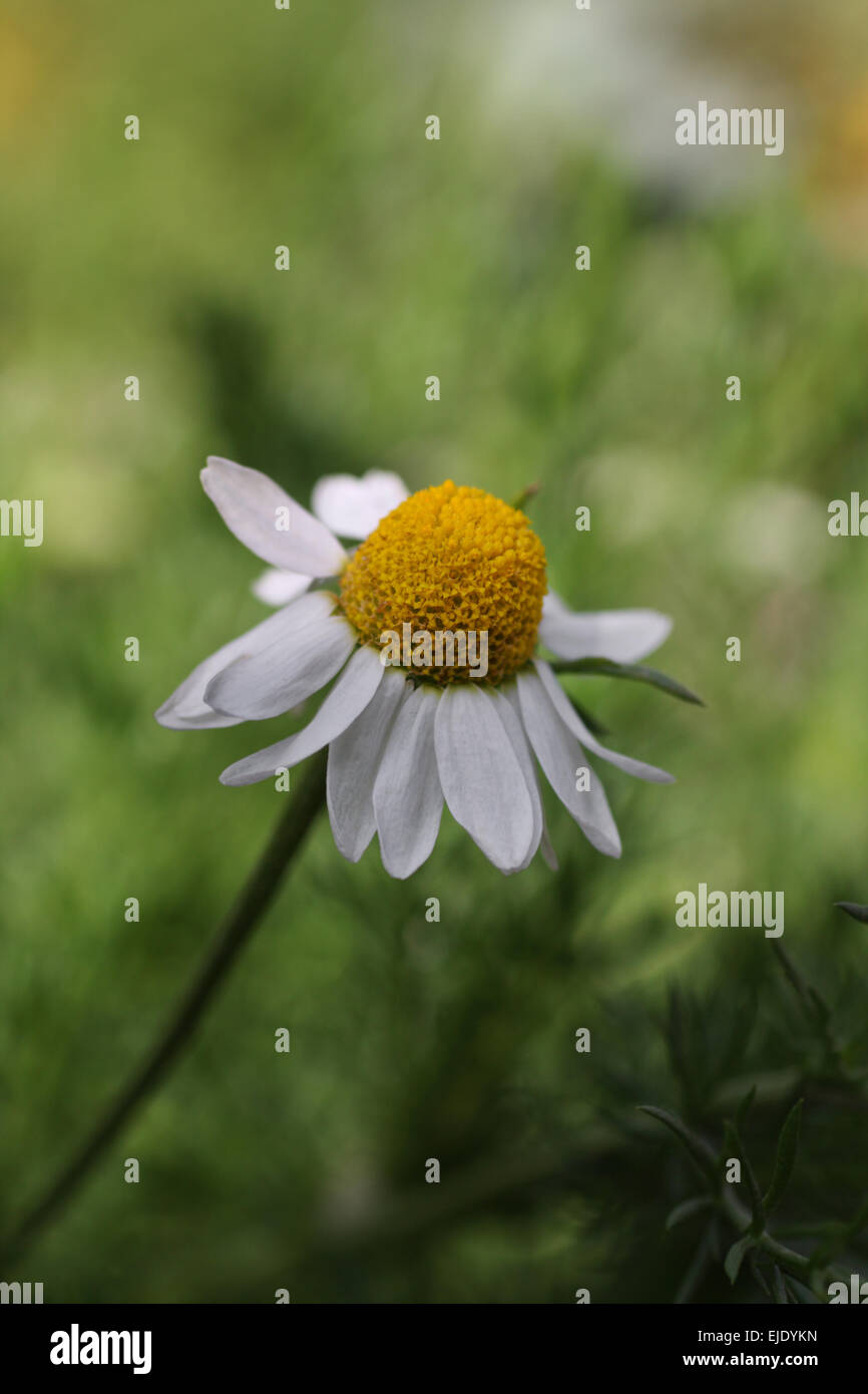 herrlich duftenden Kamille im Garten wachsen frische Stockfoto