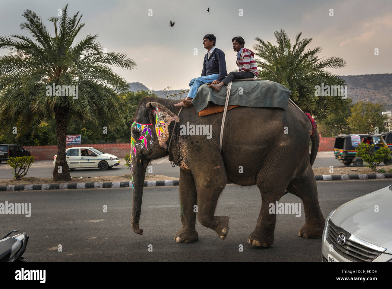 Indischer Elefant und Reiter zu Fuß entlang einer Hauptstraße in der Nähe von Jaipur, Rajasthan, Indien Stockfoto