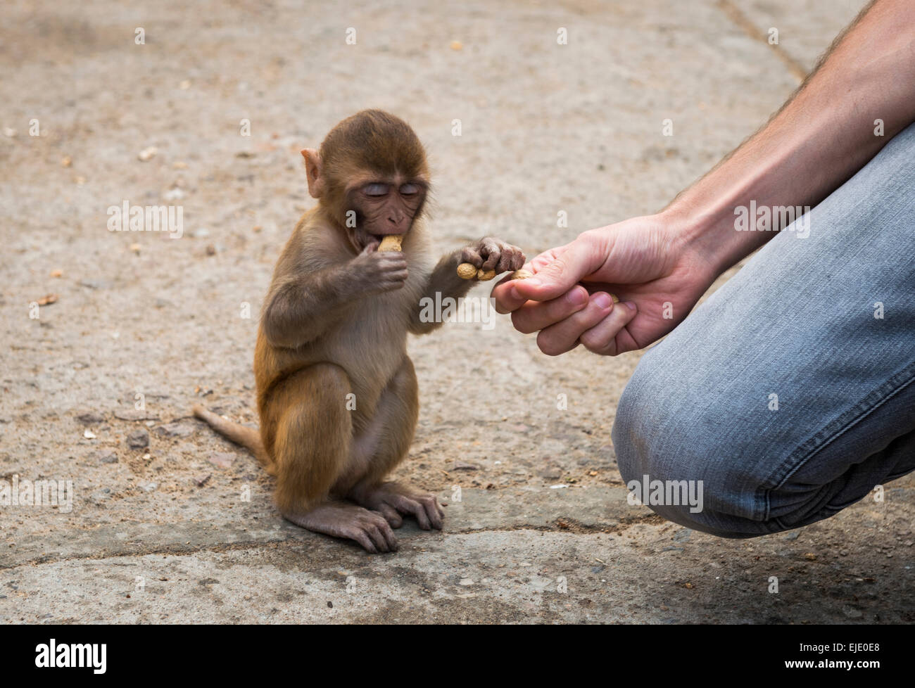 Affenbaby Essen Erdnüsse im Galtaji Hanuman Hindu-Tempel in der Nähe von Jaipur, Rajasthan, Indien Stockfoto