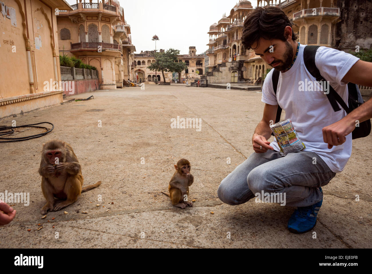 Mann, die Fütterung Affen bei Galtaji Hanuman Hindu-Tempel in der Nähe von Jaipur, Rajasthan, Indien Stockfoto