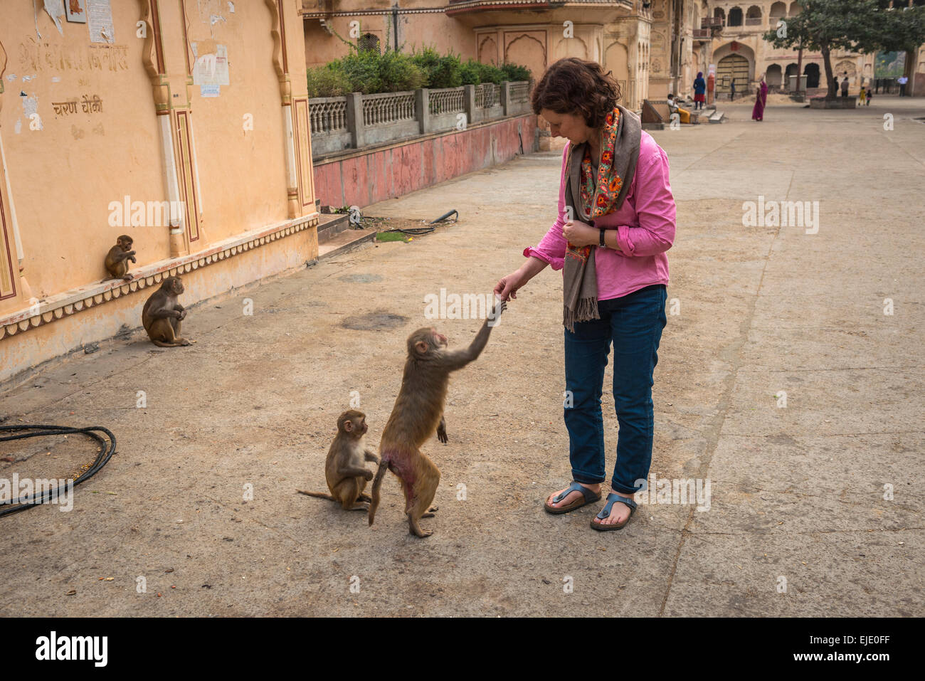 Frau, Fütterung Affen bei Galtaji Hanuman Hindu-Tempel in der Nähe von Jaipur, Rajasthan, Indien Stockfoto