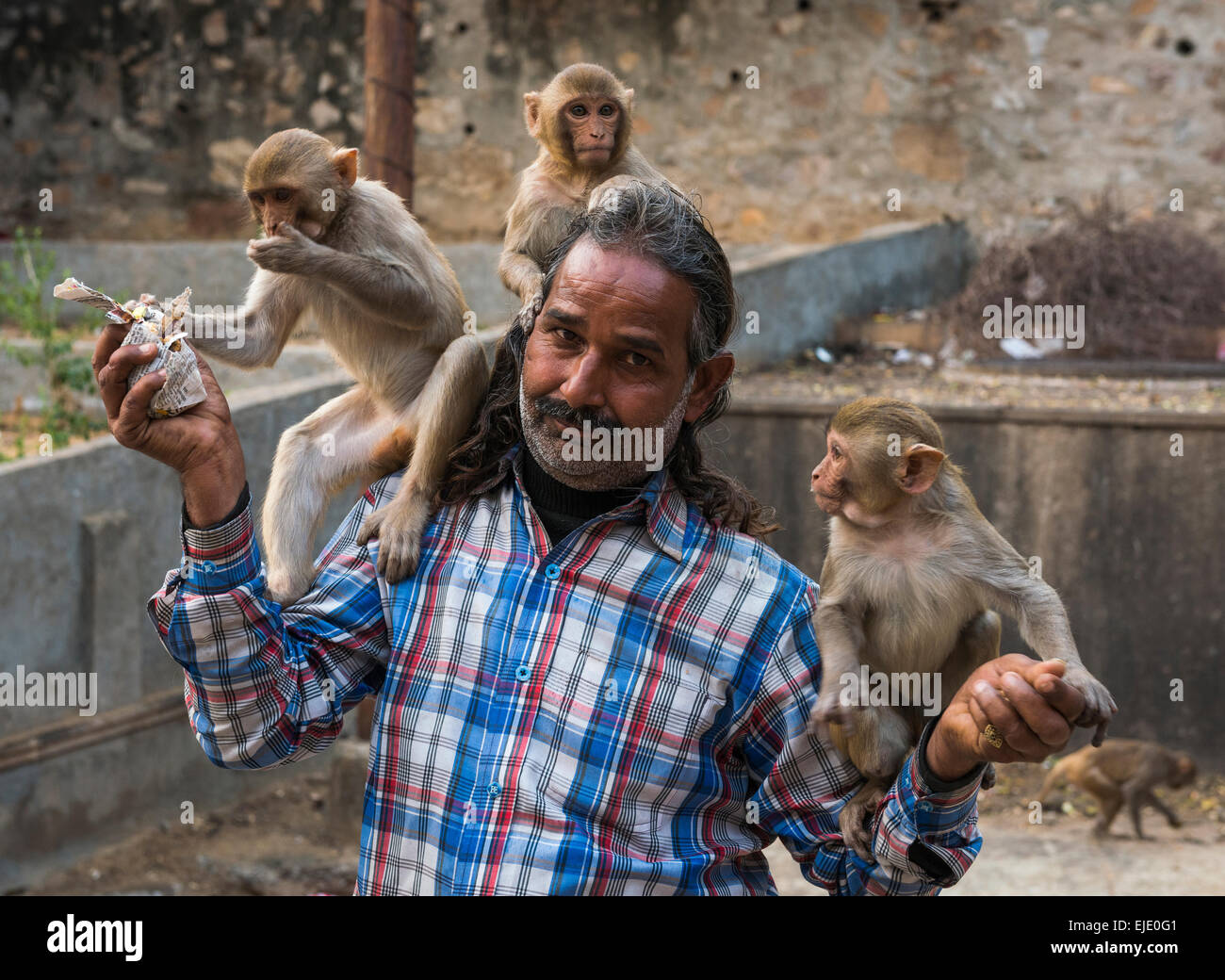 Mann, die Fütterung Affen bei Galtaji Hanuman Hindu-Tempel in der Nähe von Jaipur, Rajasthan, Indien Stockfoto