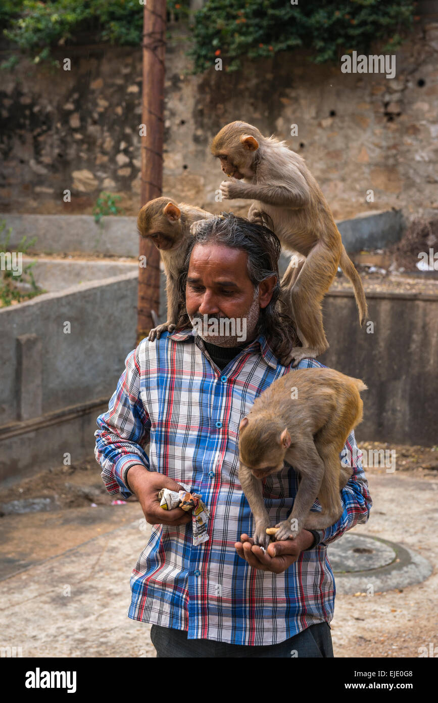 Mann, die Fütterung Affen bei Galtaji Hanuman Hindu-Tempel in der Nähe von Jaipur, Rajasthan, Indien Stockfoto