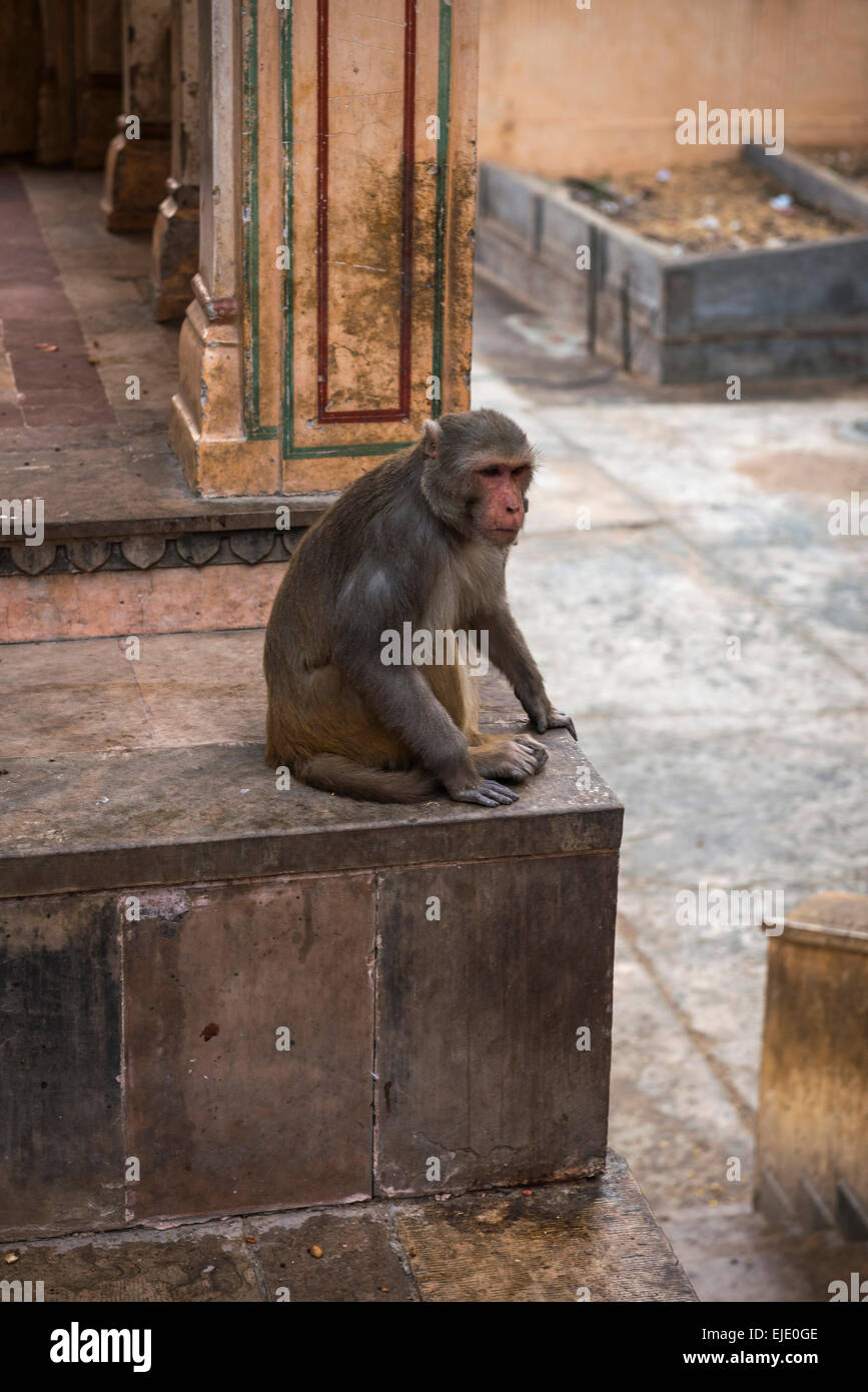 Galtaji Hanuman Hindu-Tempel in der Nähe von Jaipur, Rajasthan, Indien Stockfoto
