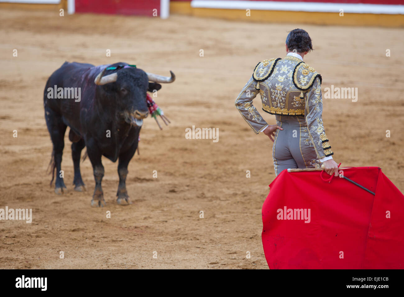 Der Torero warten die Bull-Ladung mit der Muleta beim Stierkampf Stockfoto