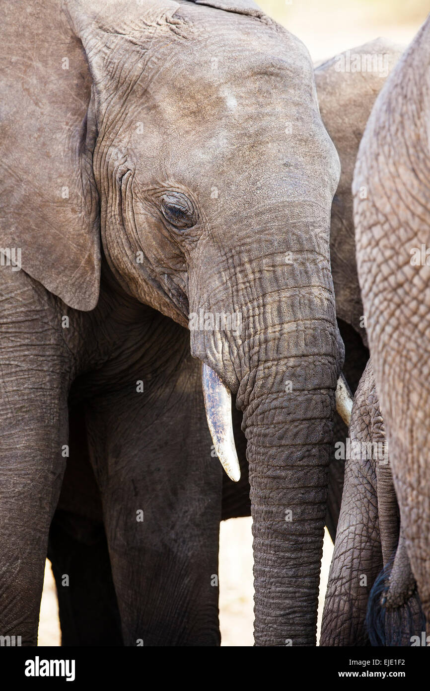 Nahaufnahme eines großen afrikanischen Elefanten in Tansania Stockfoto