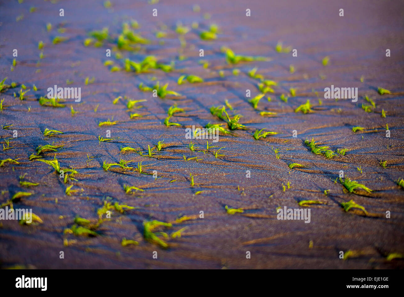 Kleine Algen Pflanzen. Bali. Indonesien. Stockfoto