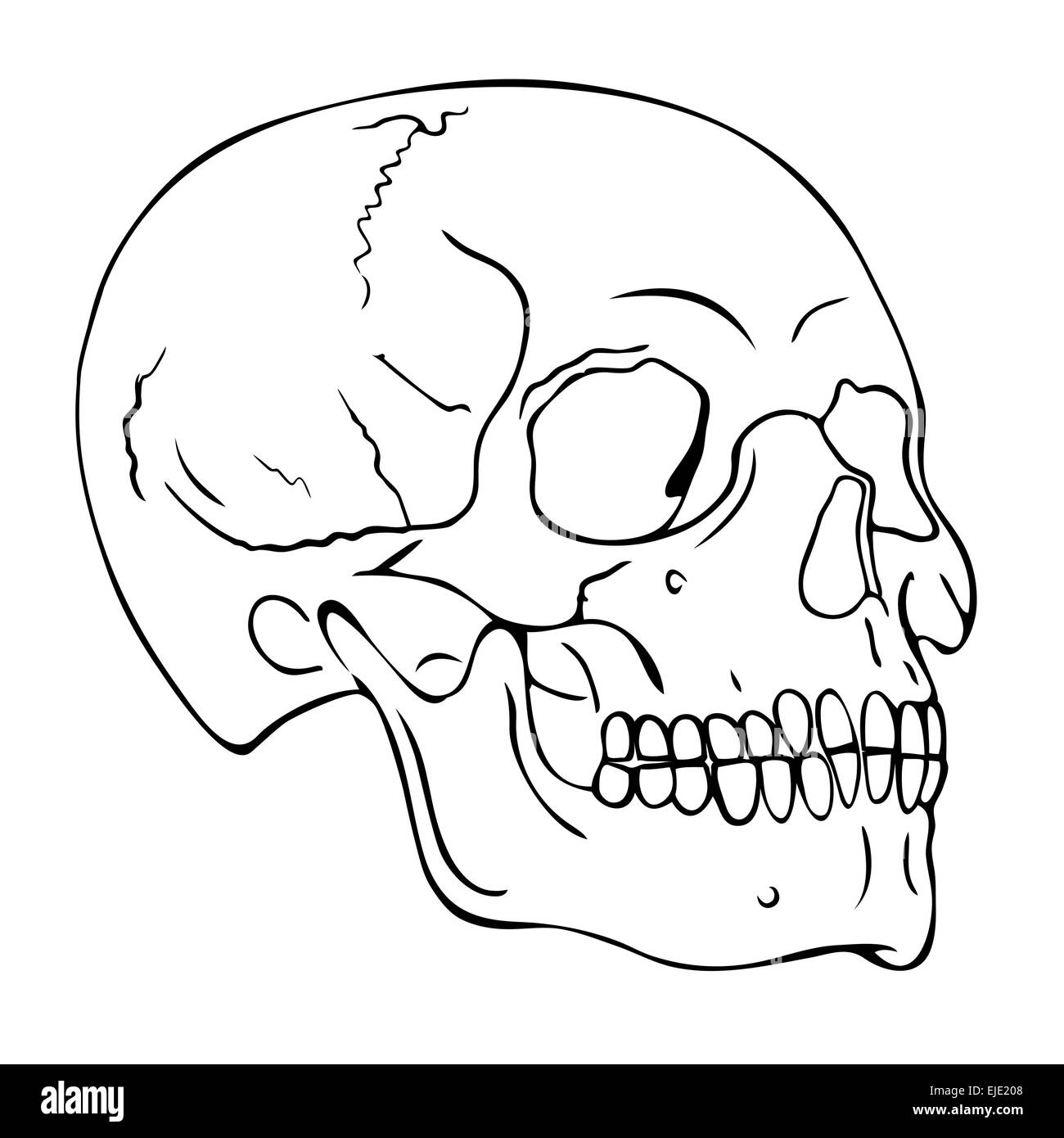 Vektor-Schädel Stock Vektor