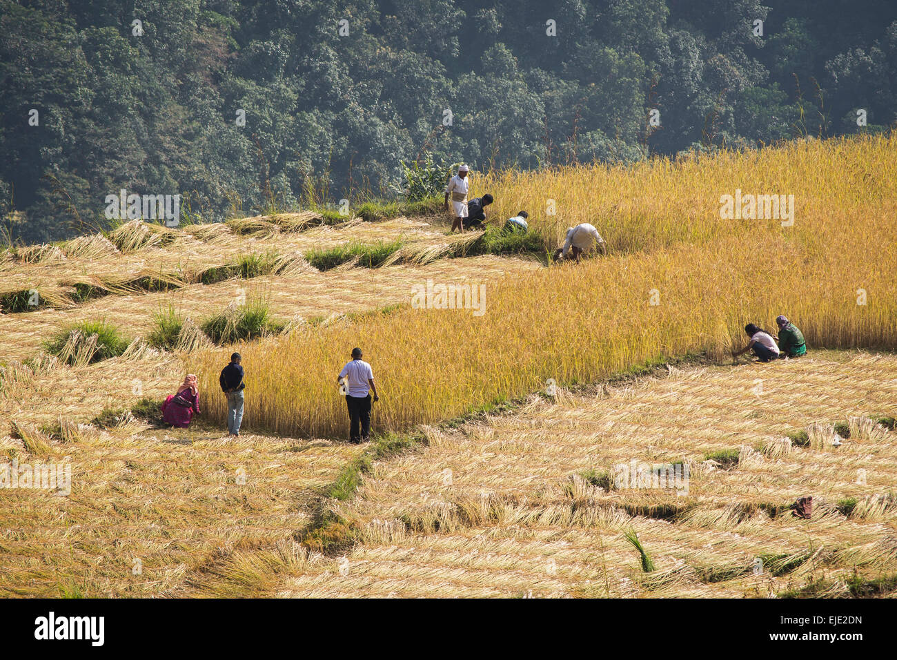 Landwirte in Phedi, Pokhara, Nepal Stockfoto