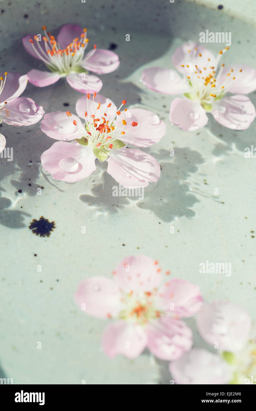 auf dem Wasser schwimmt Pfirsichblüte Stockfoto