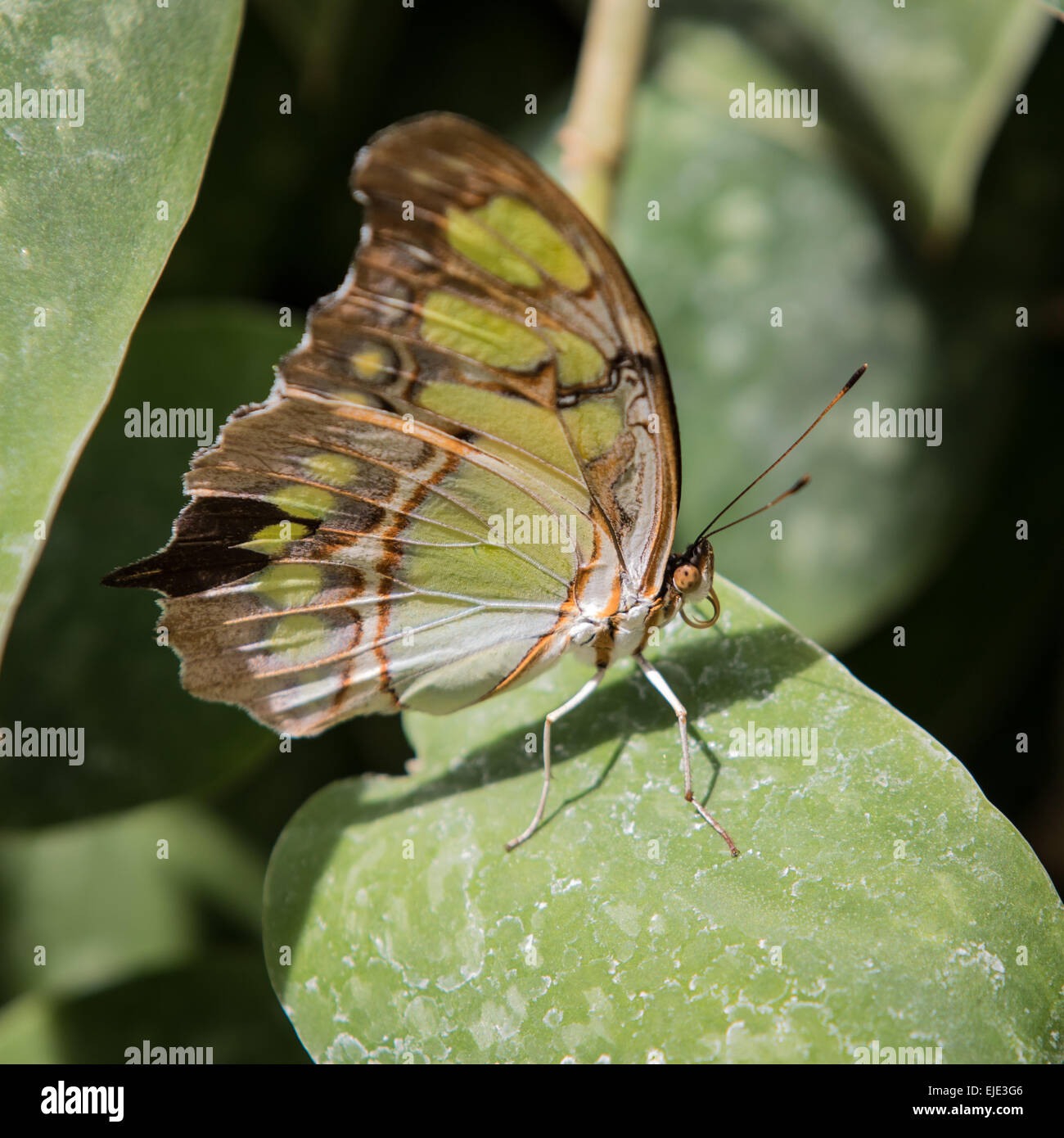 Malachit Schmetterling auf Blatt mit Flügeln sitzen geschlossen Stockfoto