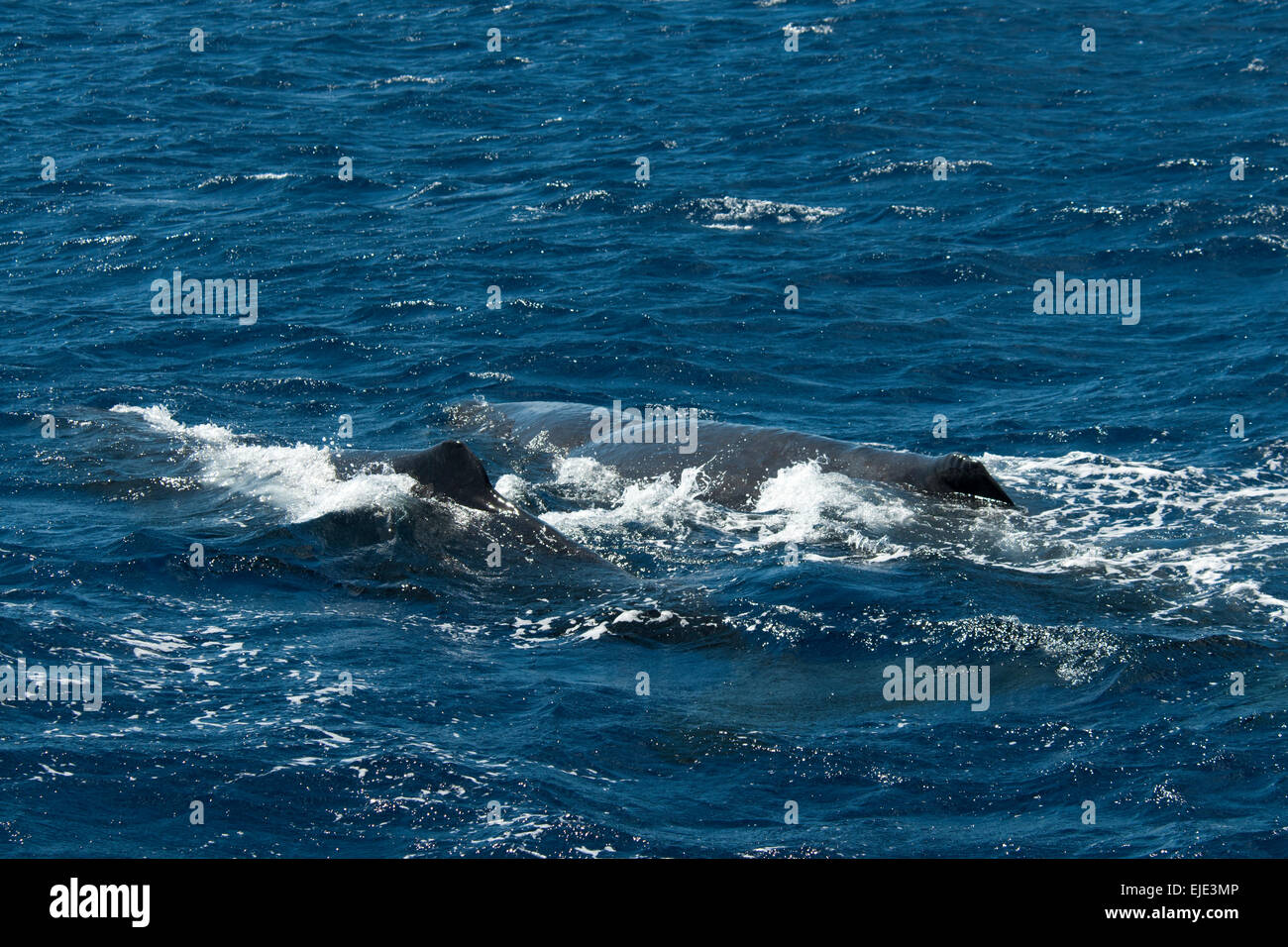 Pottwale schwimmen im karibischen Meer vor der Küste von Dominica. Auf dieser Insel leben knapp 300 Pottwale. Stockfoto