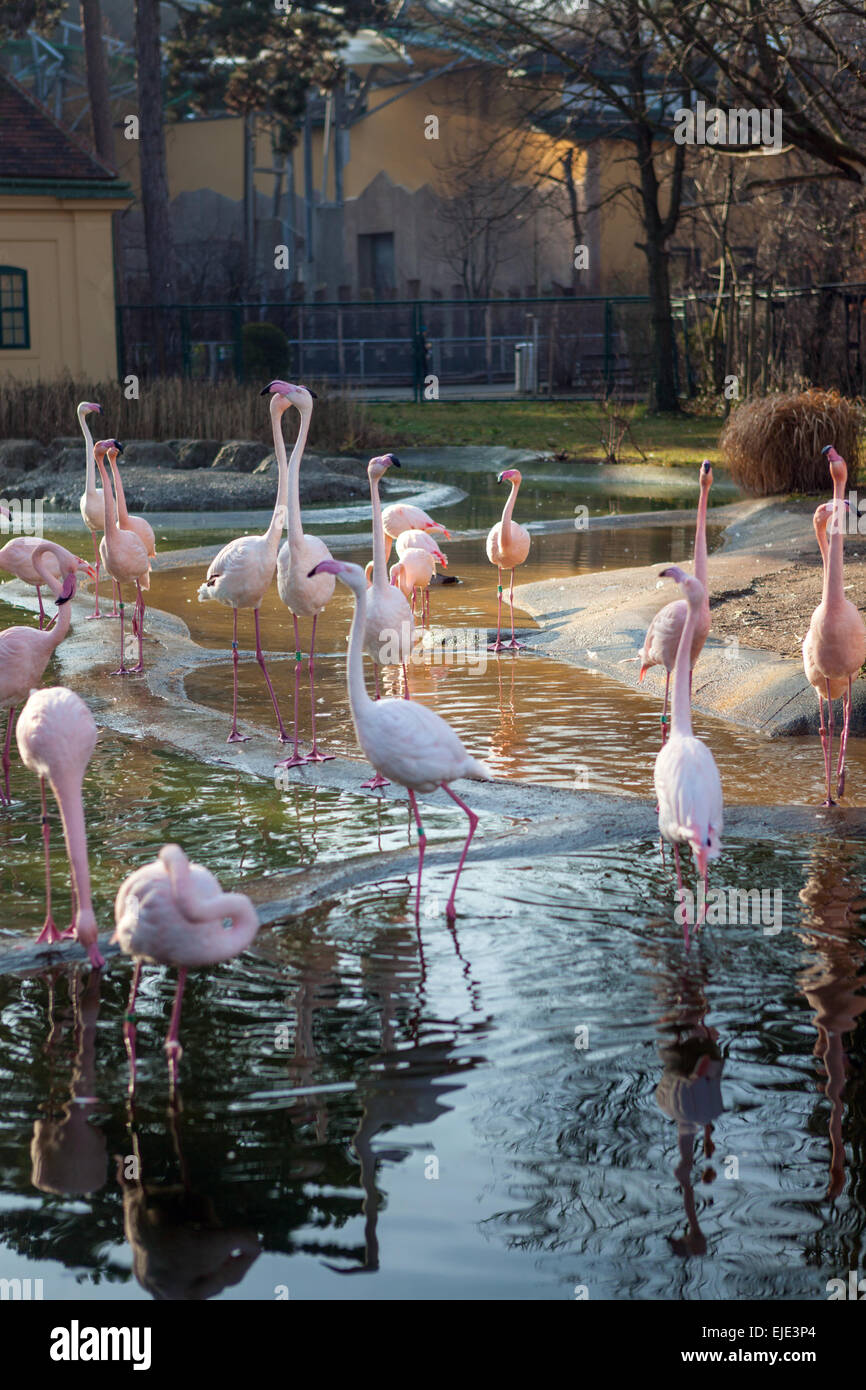 Rosa Flamingos im Schönbrunn Zoo Stockfoto