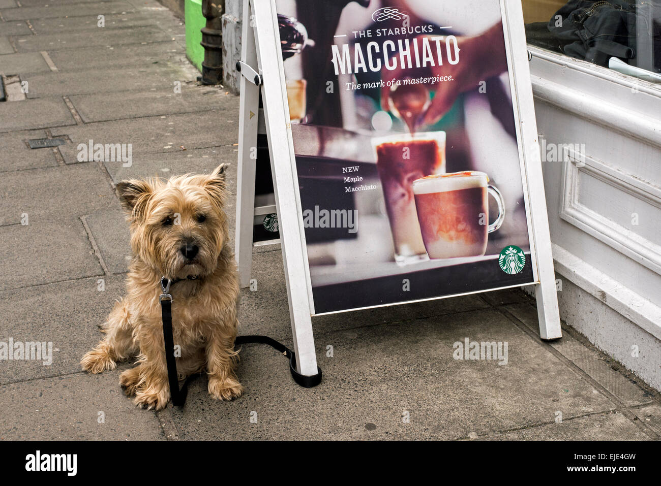 Ein Cairn-Terrier Hund angebunden an ein Board wartet auf seinen Besitzer  außerhalb eine Niederlassung von Starbucks in Edinburgh, Schottland,  Großbritannien Stockfotografie - Alamy