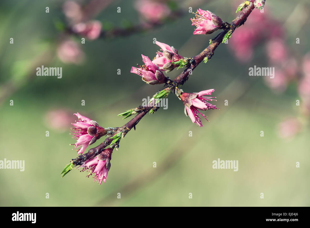 Pfirsichbaum Zweig mit rosa Blüten im Frühjahr Stockfoto