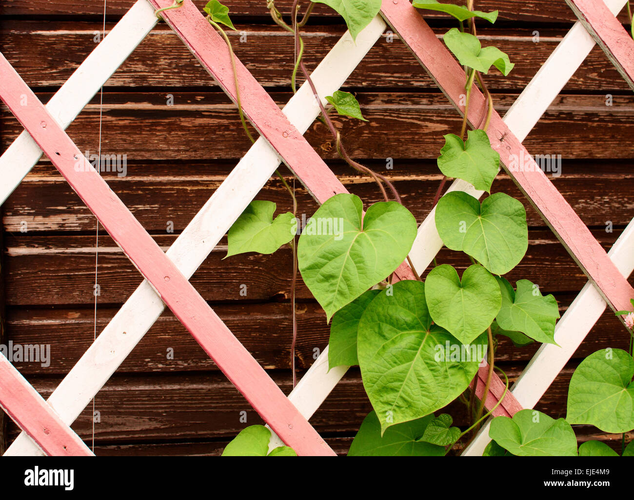 grünen Blättern von clematis Stockfoto