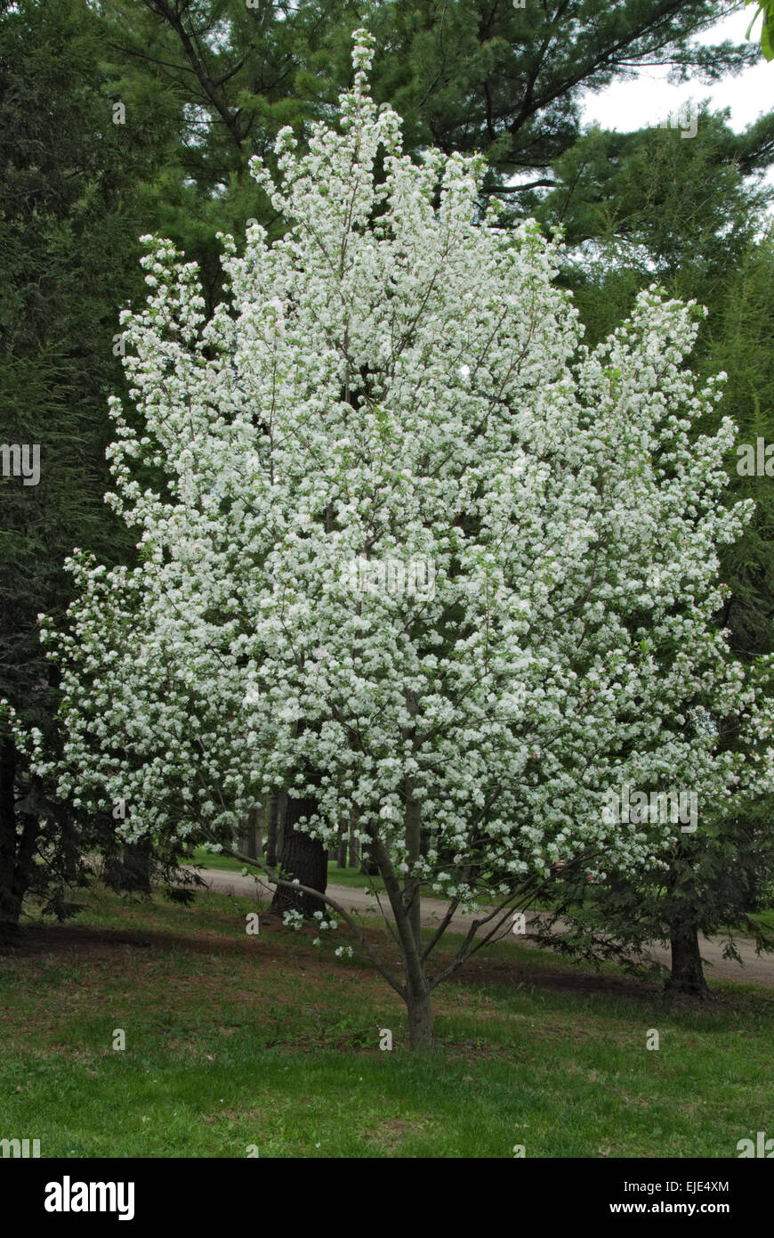 Malus, Zierapfel Vielfalt Stockfoto