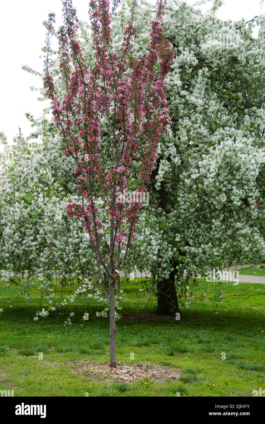 Königliche Zepter Malus, Zierapfel Vielfalt Stockfoto