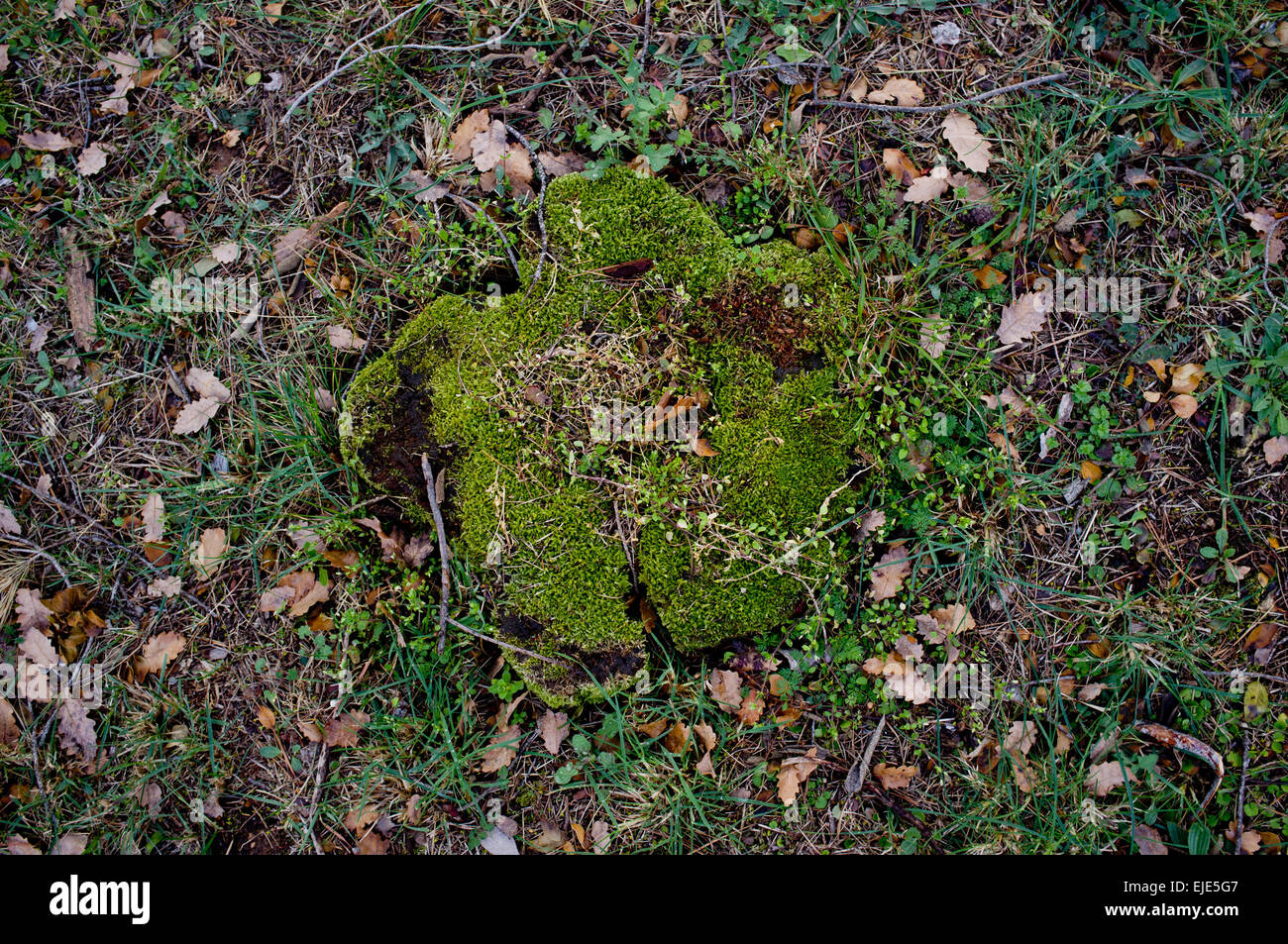 Schneiden von Baum-Stamm-Moos bedeckt Stockfoto