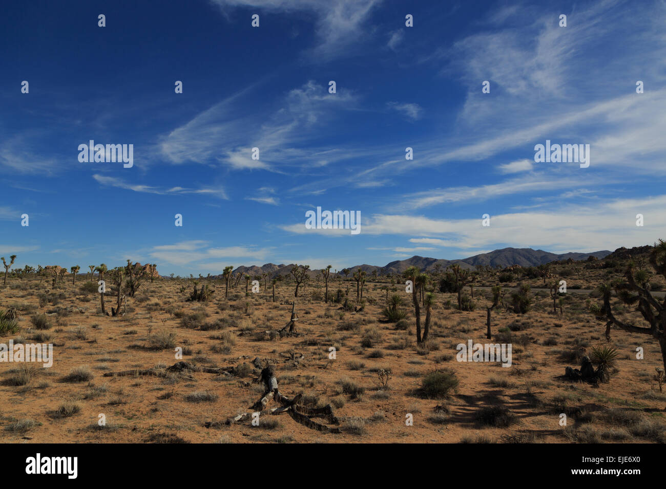 Ein Foto des Joshua Tree National Park in Kalifornien. Ein Joshua Baum ist tatsächlich eine Yucca, die wie ein Baum wächst. Stockfoto