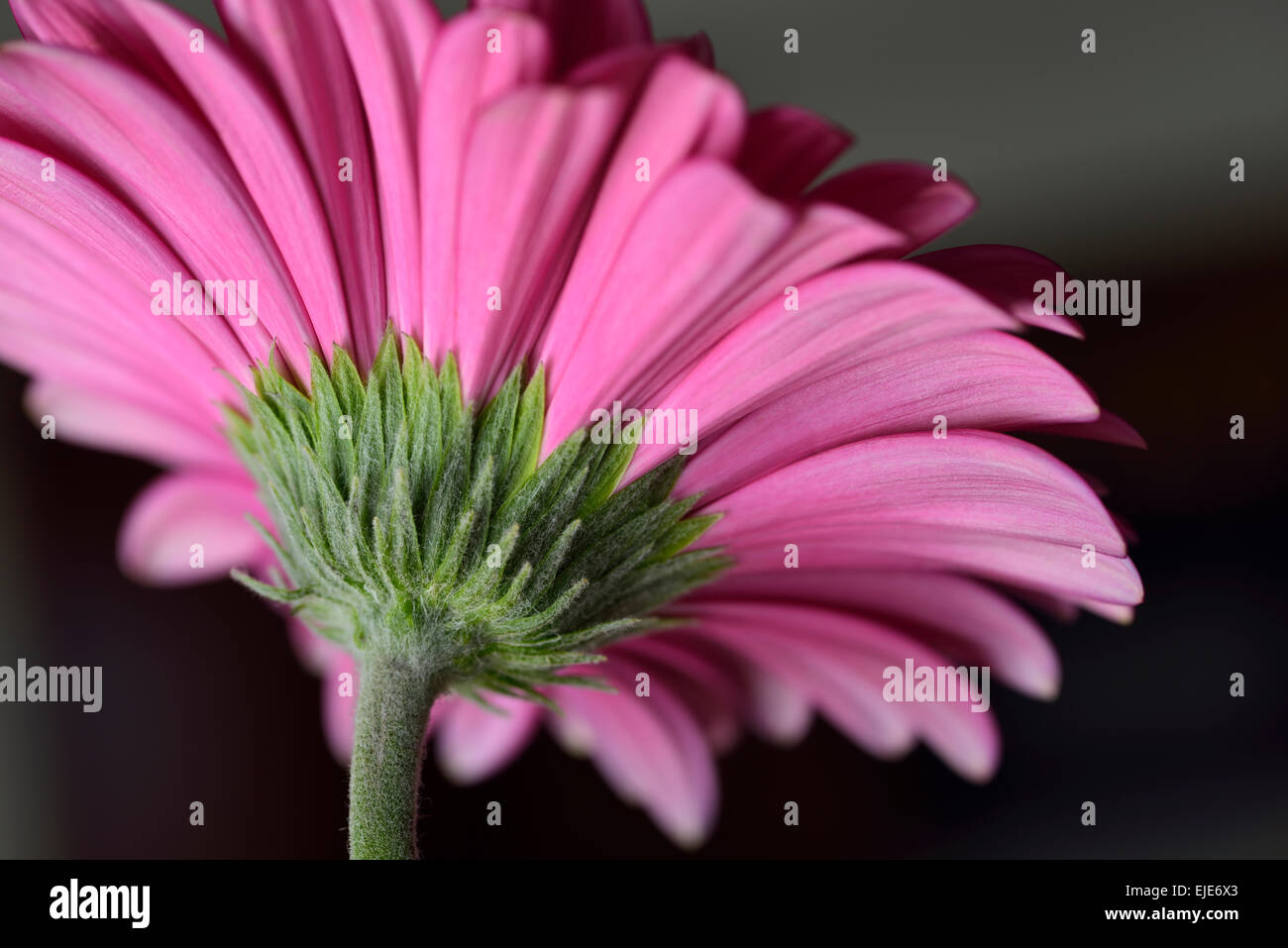 Unterseite einer rosa Gerbera Daisy Blume mit einem dunklen Hintergrund Stockfoto