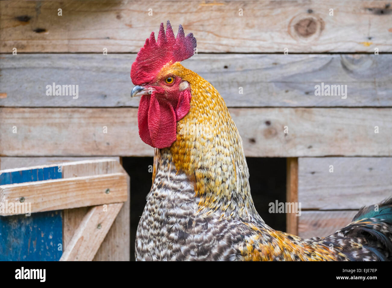 Erwachsene männliche Huhn, Bielefelder Rasse Hahn auf einer Freiland Geflügelfarm, Stockfoto