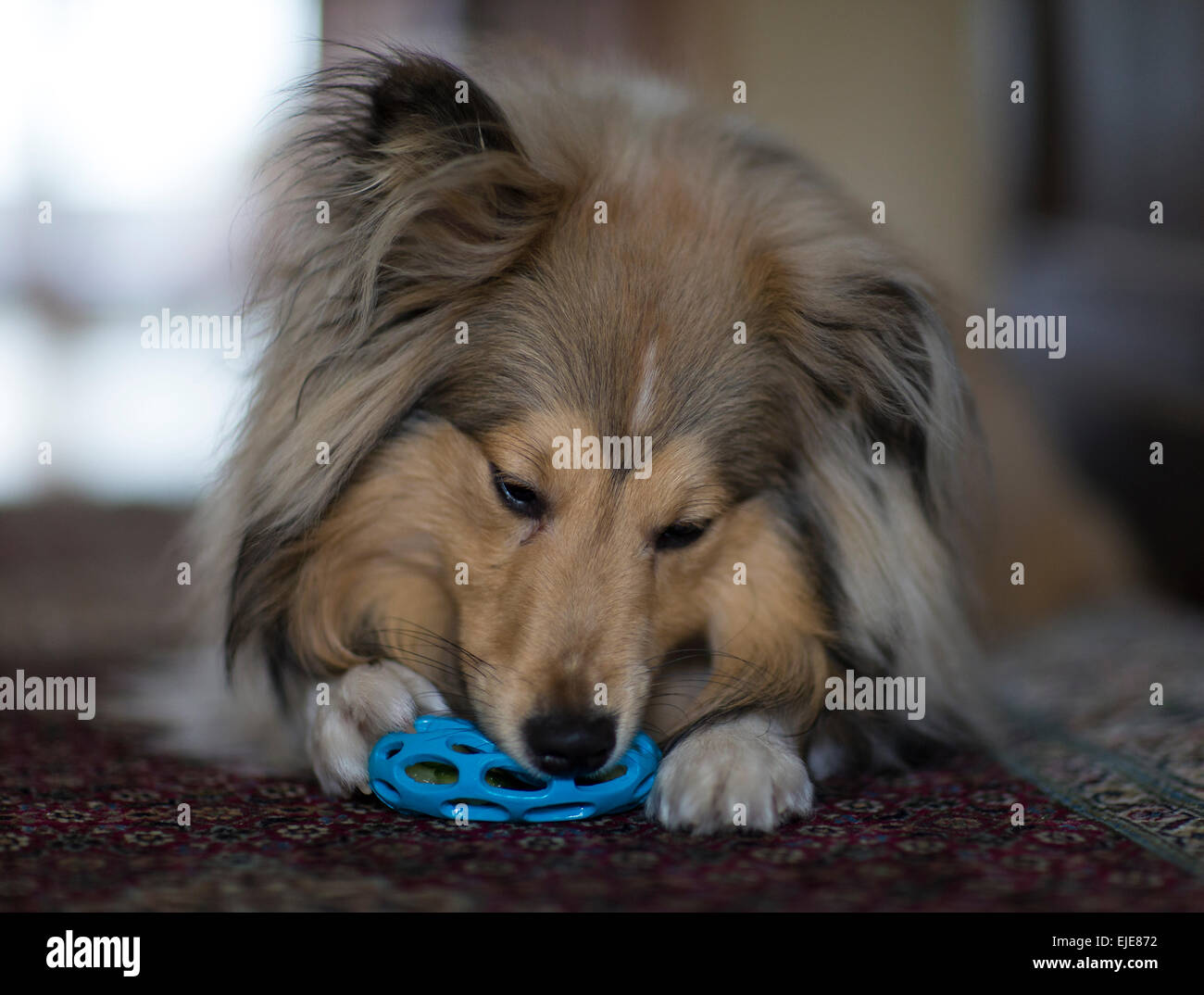 Ein Sheltie (Shetland Schäferhund) spielen mit einem kauen während Spielzeug auf einem Teppich Verlegen Stockfoto