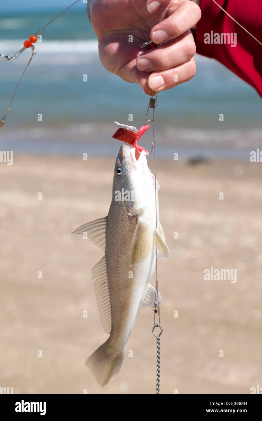 Frisch gefangen Wittling aus dem Golf von Mexiko auf South Padre Island, Texas, USA. Stockfoto
