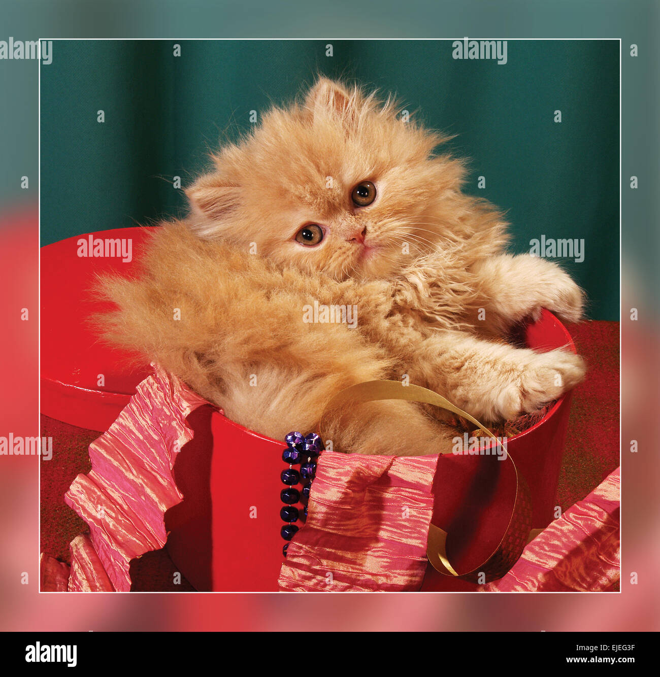 Kätzchen im roten Feld. Stockfoto