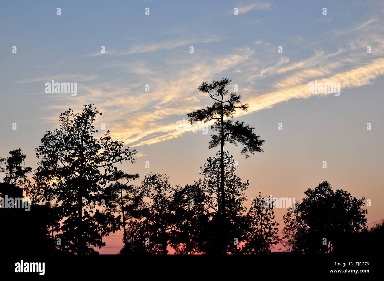 Die Silhouette der Baum während Sun Down. Stockfoto
