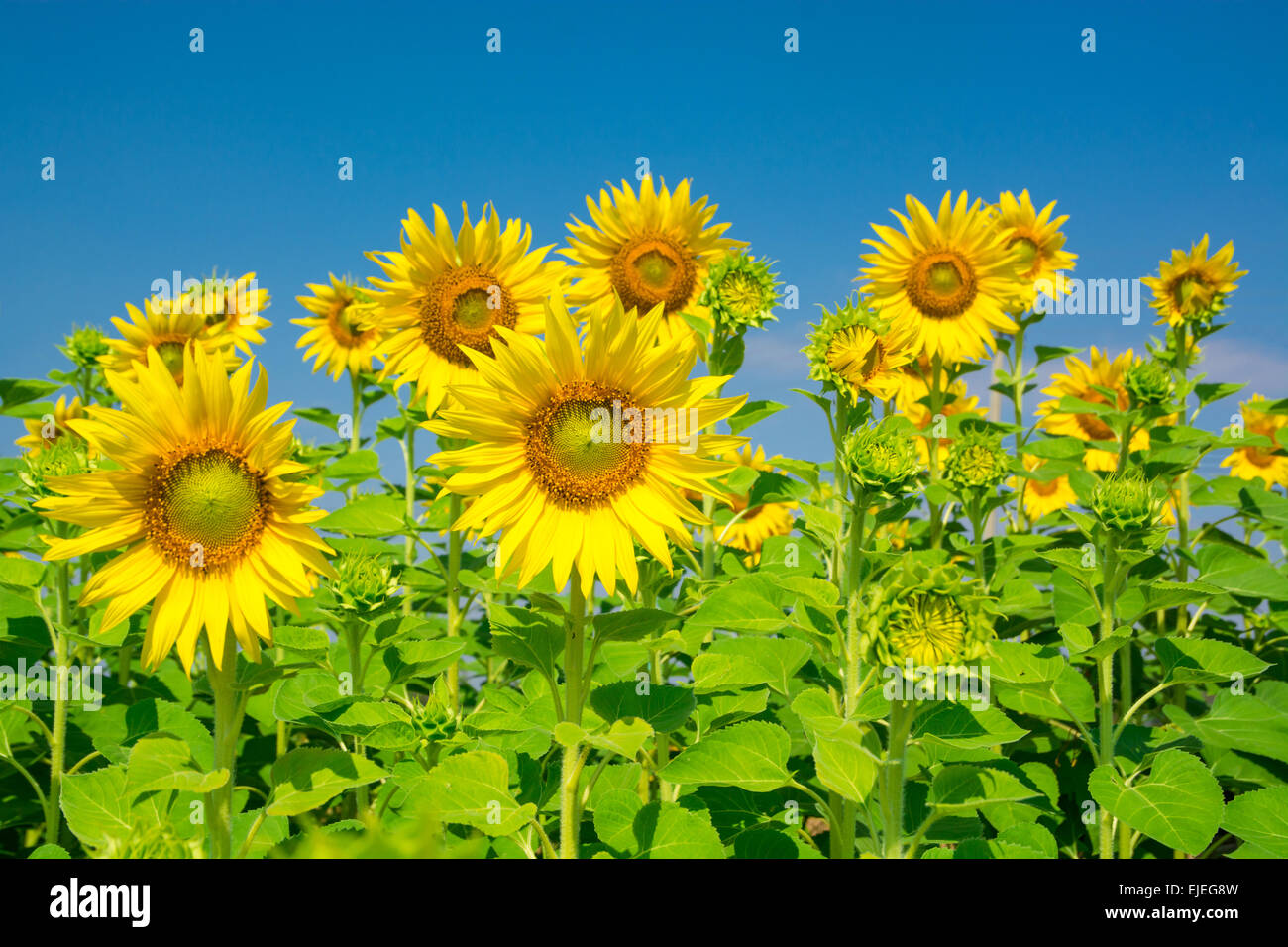 Sonnenblume Blume mit blauem Himmel Stockfoto