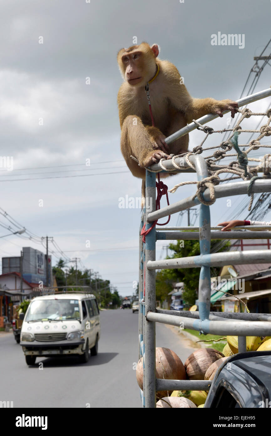 Gebunden nördlichen Schwein-tailed Macaque (Macaca Leonina) auf einem SUV im Verkehr, Lamai, Koh Samui, Thailand Stockfoto