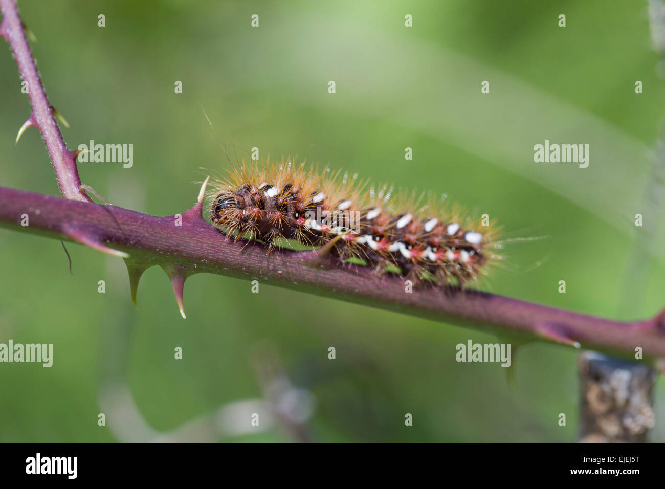 Knot Grass Moth Caterpillar; Acronicta Rumicis Cornwall; UK Stockfoto