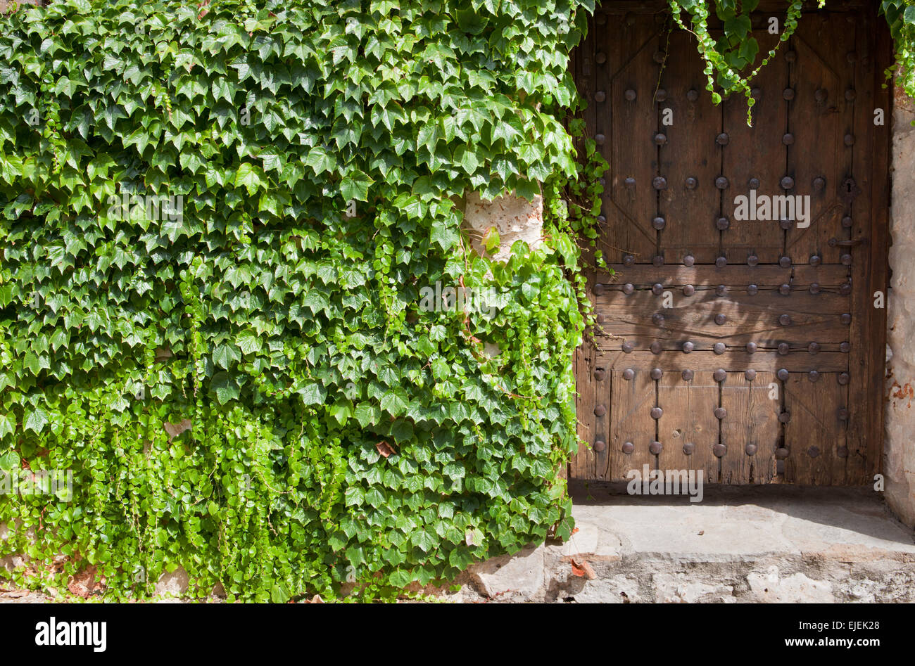 Alte Gebäude mit hölzernen Tür und Efeu, La Alcarria, Spanien Stockfoto
