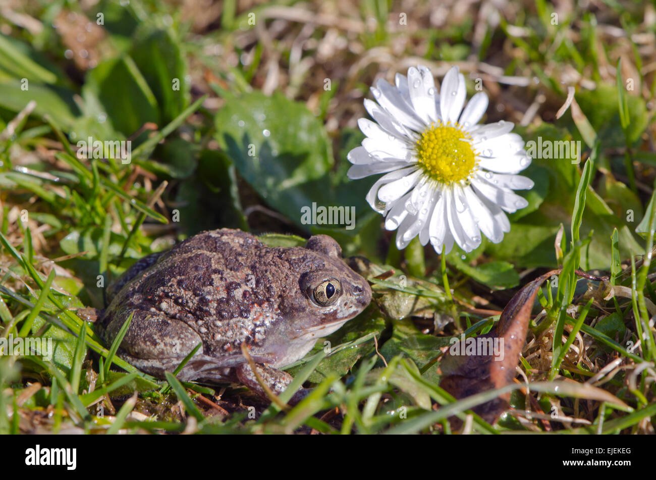 schöne Knoblauch Frosch gemeinsame katzenähnliche (Pelobates Fuscus) Kröte Frühling Gras und Blume Stockfoto